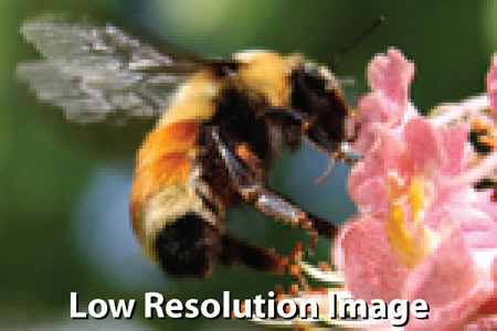 Low Resolution Images can be a problem for commercial printing